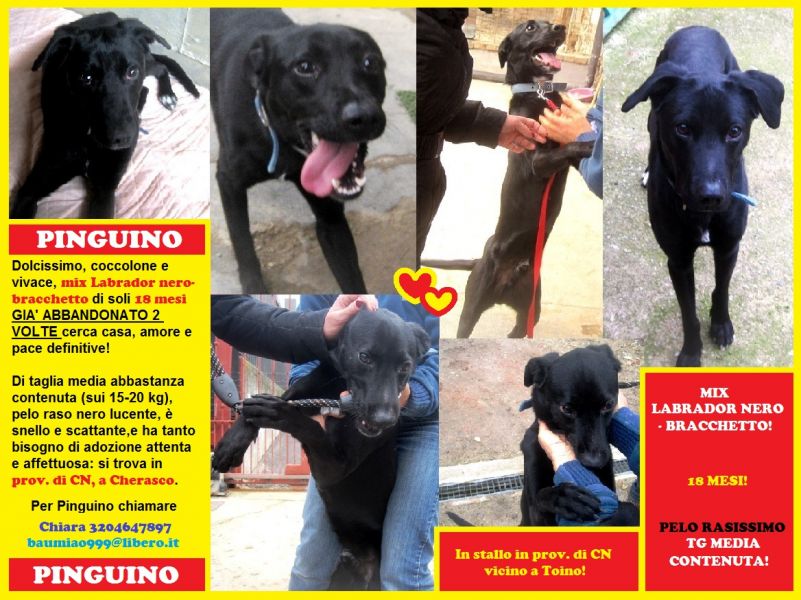 CN:Pinguino,cucciolone gioioso e disperatamente alla ricerca di CASA!