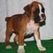 Cuccioli di Boxer maschi e femmine  cuccioli di Boxer maschi e femmine