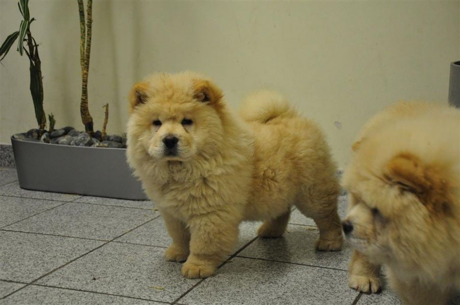  cuccioli di CHOW  CHOW  ( per regalo )