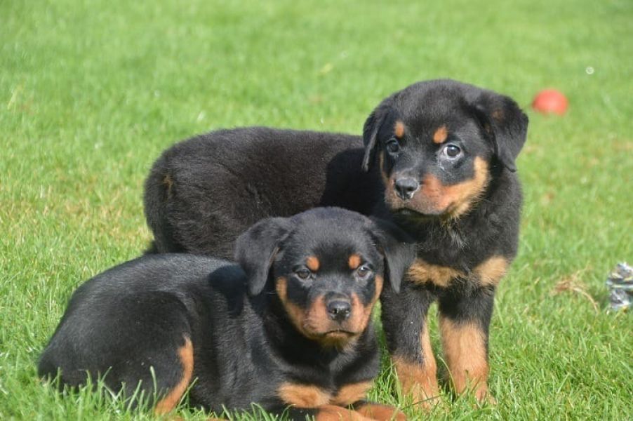 Molto bella e sani cuccioli di ROTTWEILER  per adozione maschi e femmine disponibili (gratis)