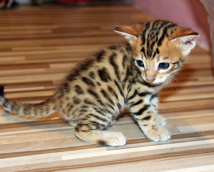  REGALO  bellissimi cucciolata di bengala  bellissimi cucciolata di bengala visibili i genitori pren