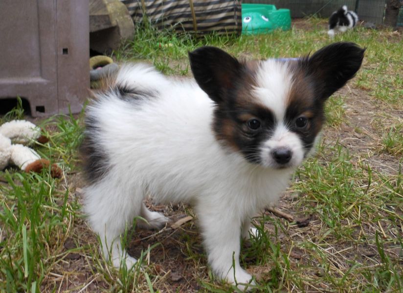 Molto bella e sani cuccioli di papillon per adozione maschi e femmine disponibili (gratis)