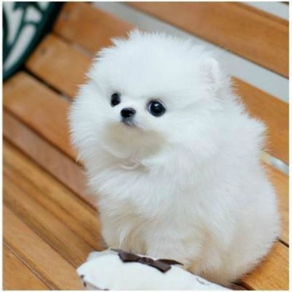 REGALO CUCCIOLI DI VOLPINO POMERANIA CON PEDIGREE Regalo cuccioli di volpino Pomerania con pedigree