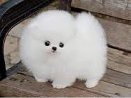 { Regalo Volpino di pomerania (spitz tedesco nano