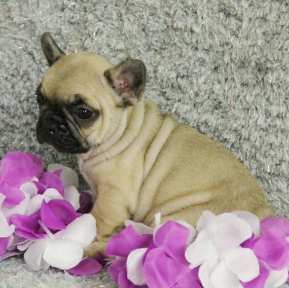 REGALO Cuccioli di Bulldog Francese