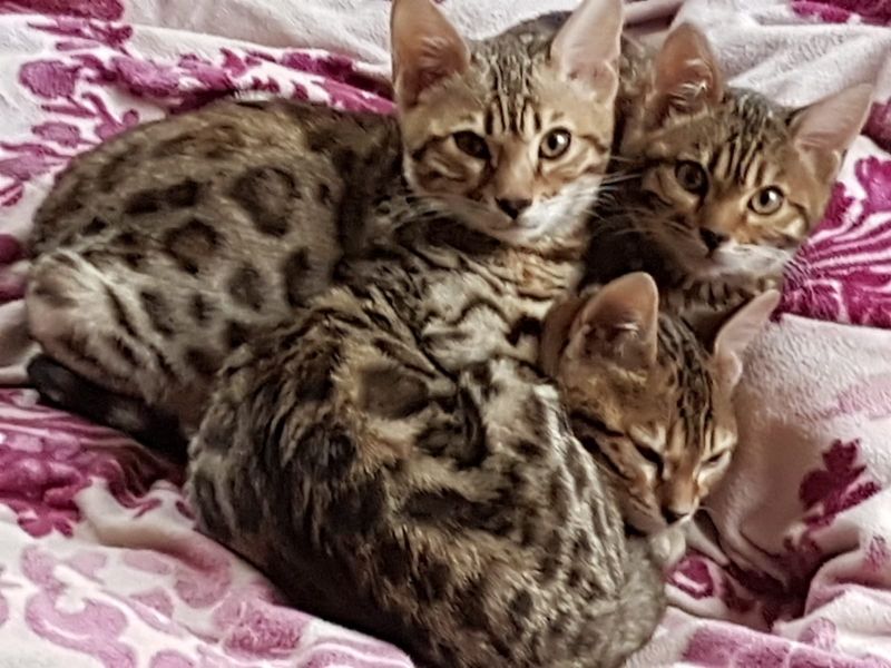Molto bella e sani gattini bengala per adozione maschi e femmine disponibili (gratis) 