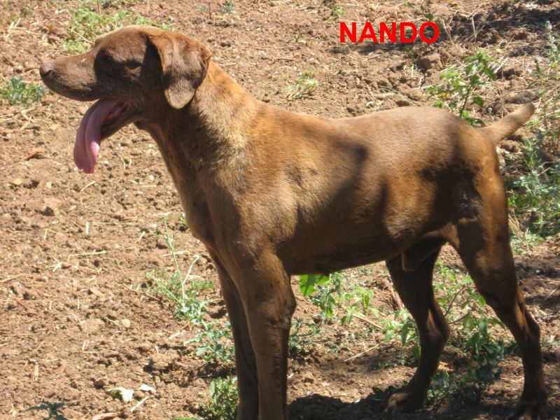 Nando, dolcissimo bracco - adozione del cuore