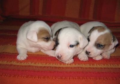  REGALO CUCIOLI JACK RUSSELL TERRIER 