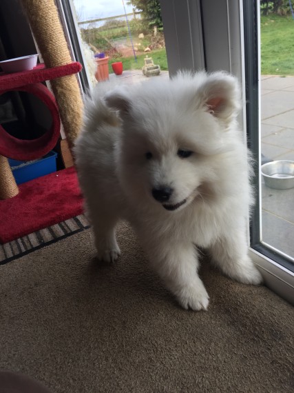 Cuccioli di chow chow in regalo