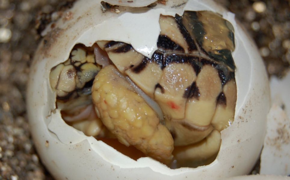 Sano tartaruga radiata Geochelone  (T. hermanni boettgeri)  (T. graeca ibera  (T. marginata marginat