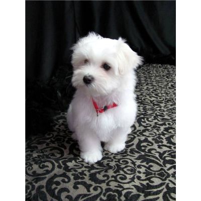 ora Cucciola Maltese