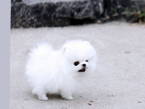 Regalo Volpini cuccioli di pomerania Piccoli
