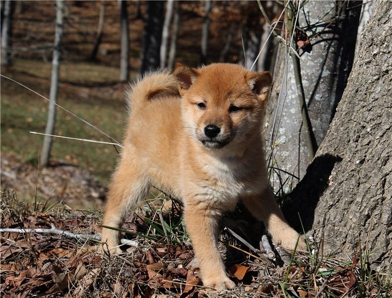 Regalo Cuccioli di Shiba inu  in pronta consegna i cuccioli verranno Dato dopo 90 giorni dalla nasci