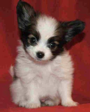 Cuccioli di papillon  ( per regalo )