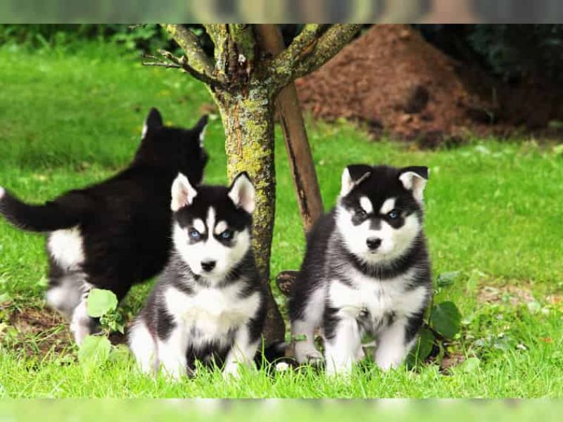 Molto bella e sani cuccioli di Sibarian husky  per adozione maschi e femmine disponibili (gratis) 