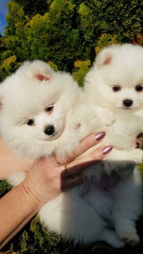 Volpino di pomerania /spitz tedesco nano