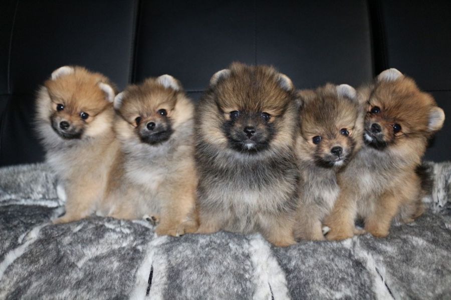 Regalo Cuccioli di volpino di pomerania