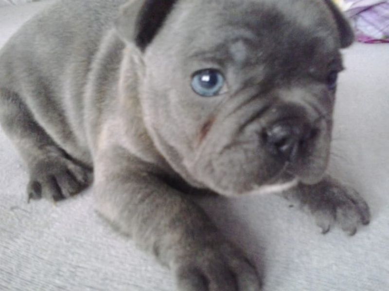 Bulldog francese con pedigree ENCI ( p trattabile)