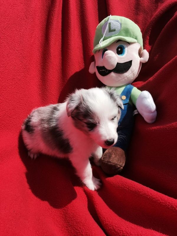  cuccioli di shetland per adozione ( maschio e femmina )
