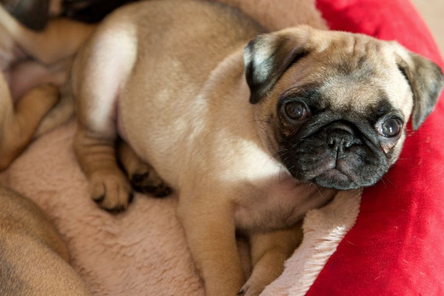  cuccioli di carlino  ( Gratis )