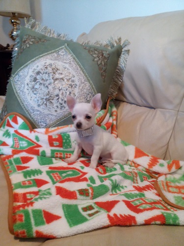 Chihuahua bellissimo cucciolo vendo
