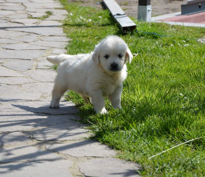 Cuccioli di golden retriever  per adozione ( regalo  )
