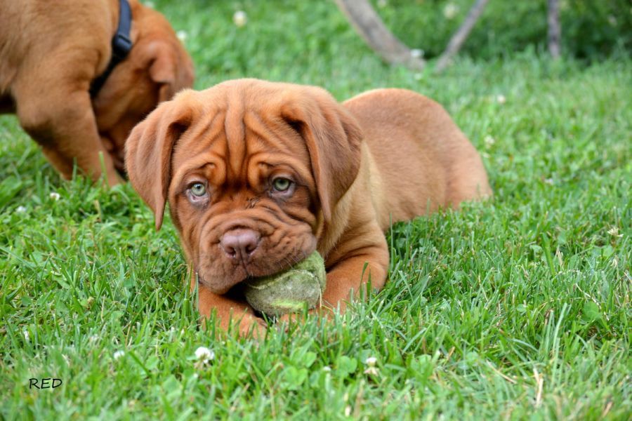 Cuccioli di Dogue de Bordeaux