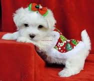 Cuccioli di Maltesez taglia piccola per regalo
