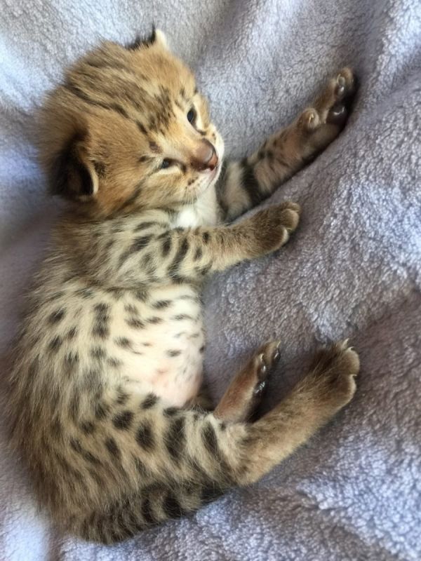 Gattini di bengala  ( per regalo )