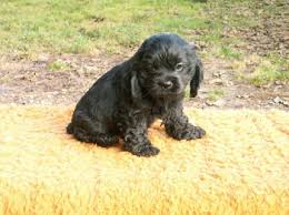 Adorabili cuccioli di cocker spaniel