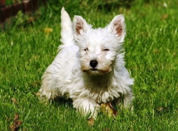  Cuccioli di West highland per adozione ( maschio e femmina )