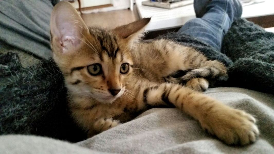   gattini Savannah   per adozione ( maschio e femmina )