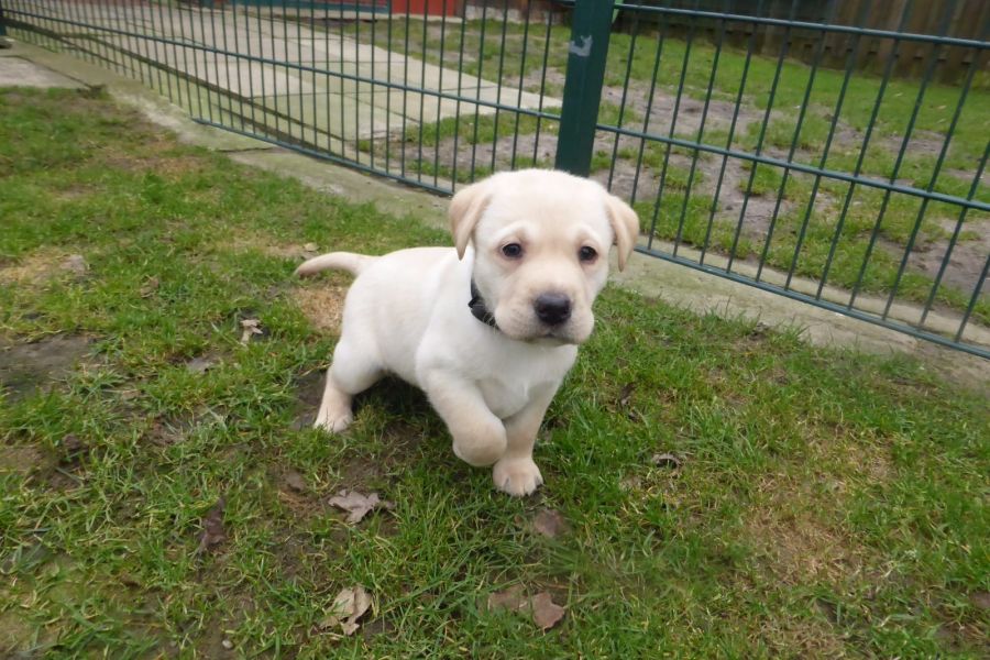  cuccioli di labrador  per adozione ( maschio e femmina )