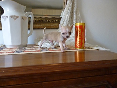 Chihuahua cucciolo vendo