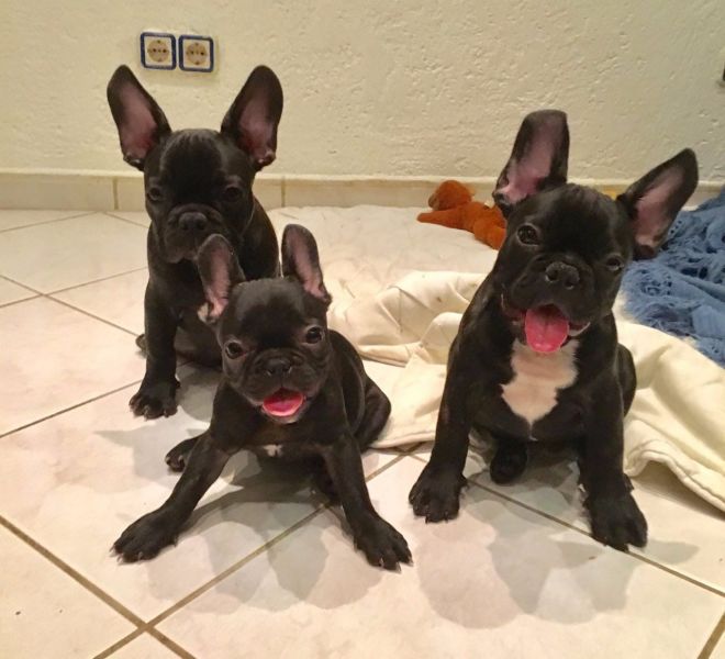 REGALO:::REGALO Bulldog francese blu bianco femmina e maschio 