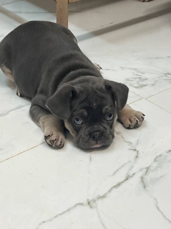   Regalo Meravigliosi cuccioli di bulldog francese (marieiris783@gmail.com)  Casa cresciuto, salute 