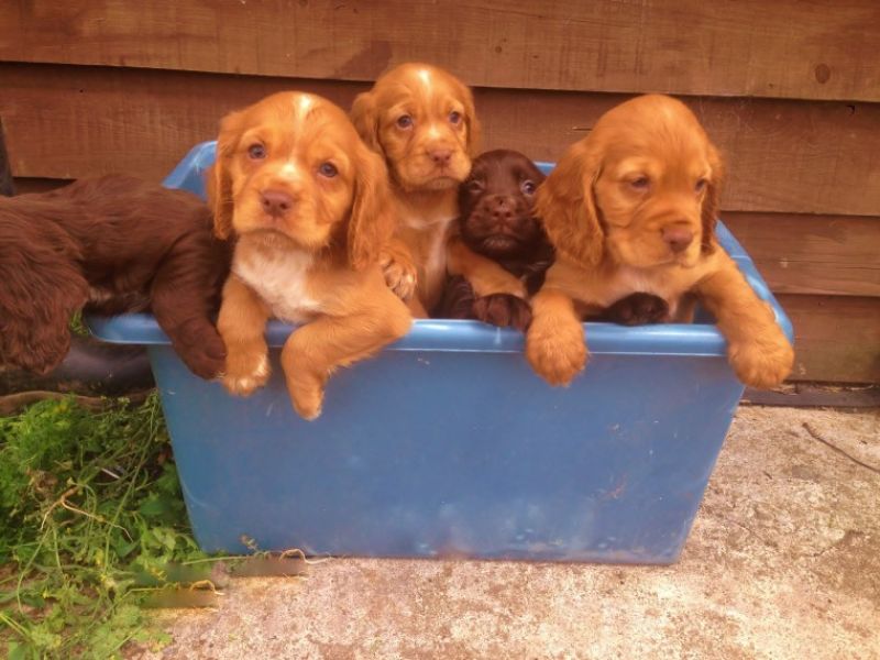  REGALO Cuccioli Coker Spaniel  i cuccioli vengono consegnati con svezzamento , primo vaccino, libre