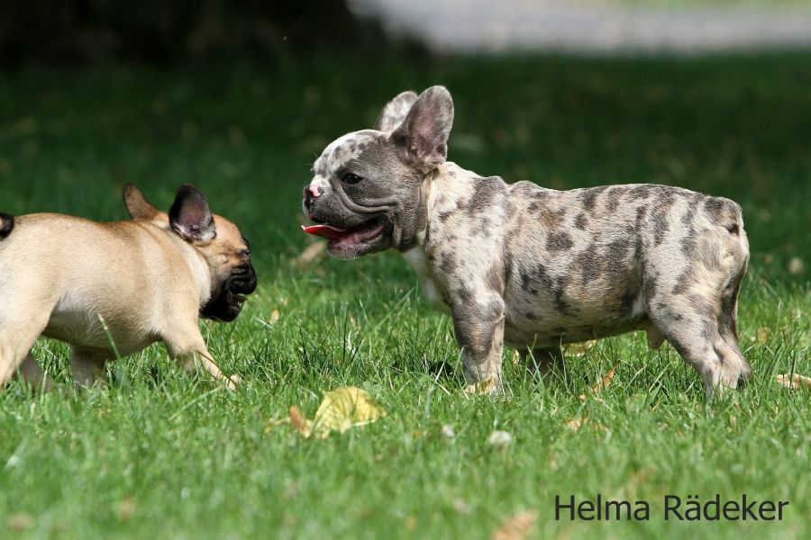 Cuccioli di razza bulldog francese per adozione 