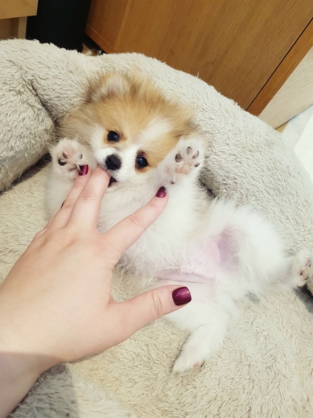 Regalo Volpini cuccioli di pomerania