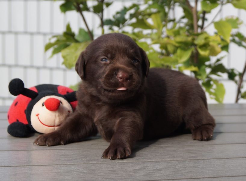   cuccioli di labrador  per adozione ( maschio e femmina )