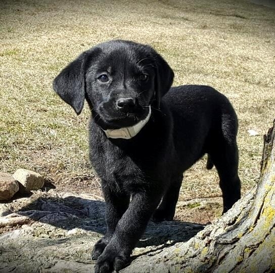Labrador cuccioli in regalo, maschio e femmina
