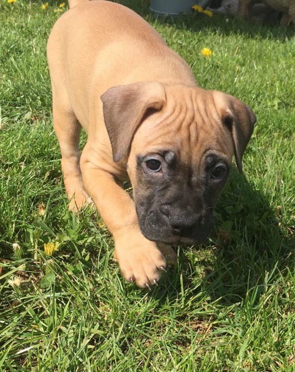  cuccioli di bullmastiff  per adozione ( regalo  )