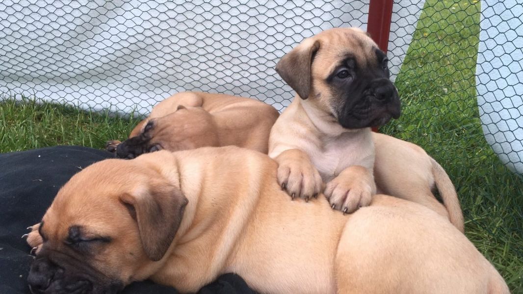 Cuccioli di bullmastiff  per adozione ( regalo  )