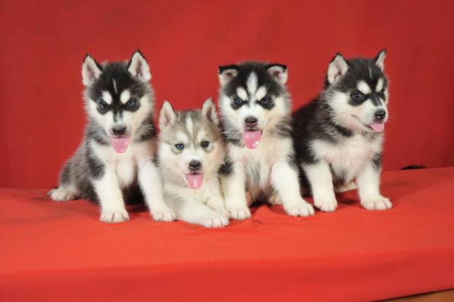  cuccioli di Sibarian husky  per adozione ( regalo  )