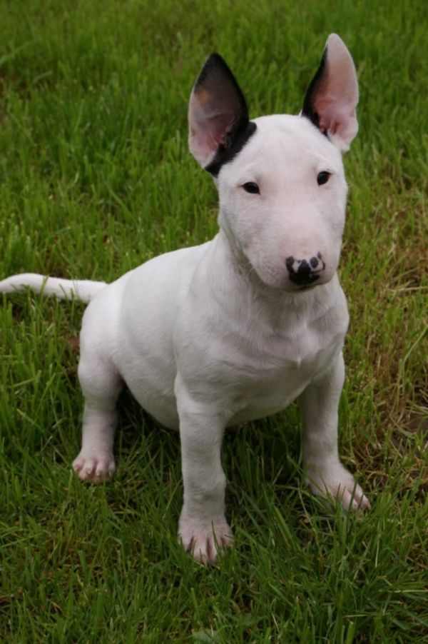  regalo cuccioli di bull terrier disponibili per l'adozione