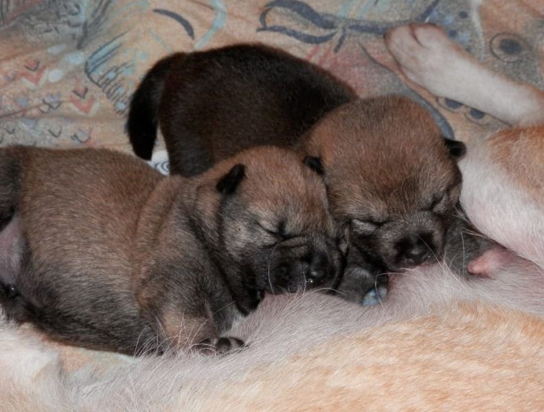 SHIBA-INU Pronto ad andare in adozione !!!!!