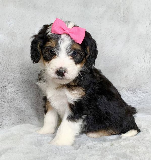  Disponibili cuccioli di Bernedoodle in miniatura  E-MAIL (marieiris783@gmail.com)