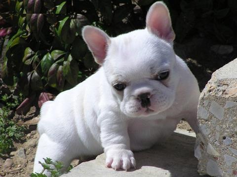 Cuccioli Bulldog francesi in Regalo 