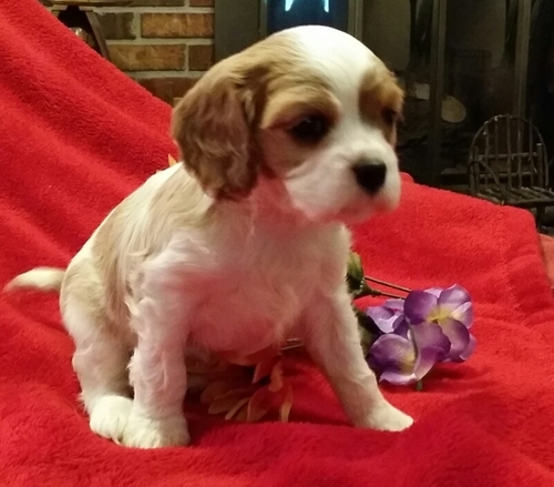 Molto bella e sani  cuccioli di cavalier king  per adozione maschi e femmine disponibili (gratis) 