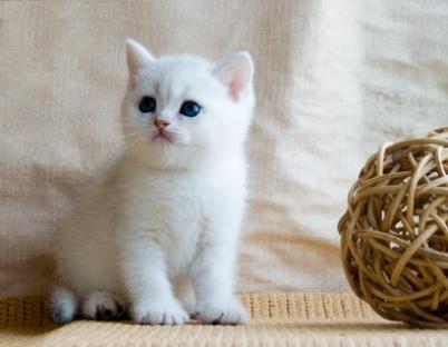  GATTINI BRITISH SHORTHAIR, PEDIGREE (IN REGALO)   Disponibili subito bellissimi gattini british sho